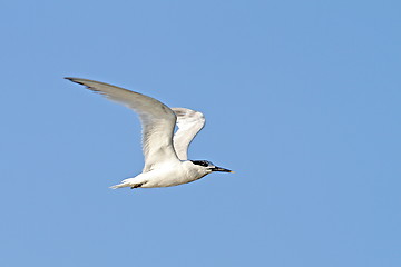 Image showing juvenile common tern, sterna hirundo