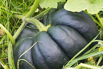 Image showing Dark colored pumpkin