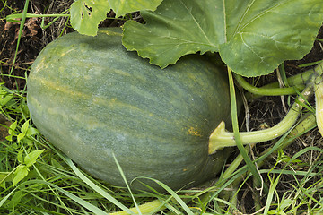 Image showing Dark colored large pumpkin hiding in bushes