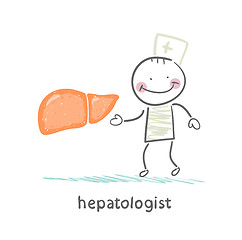 Image showing hepatologist  with the liver