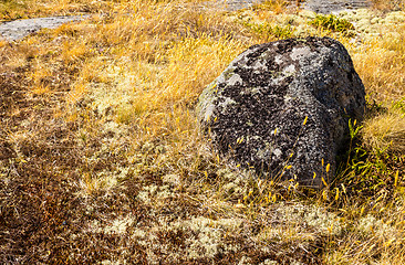 Image showing Mossy stone in yellow grass