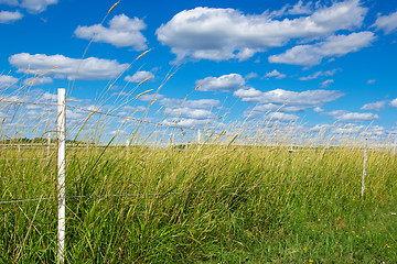 Image showing Green pasture under the blue sky