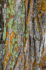 Image showing Colorful moss on a tree