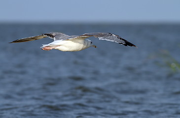 Image showing larus argentatus flying over the sea