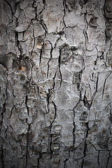 Image showing natural structure of bark