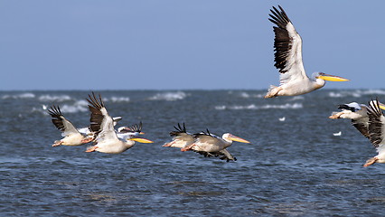Image showing pelicans taking off in group