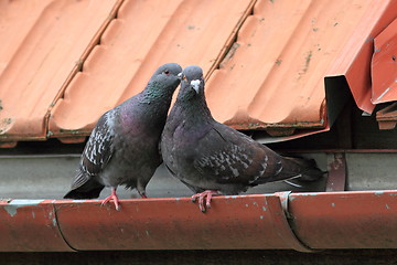 Image showing pigeons being affective