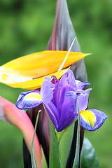 Image showing purple iris in a bouquet