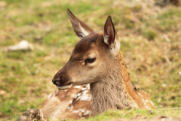 Image showing red deer calf, cervus elaphus