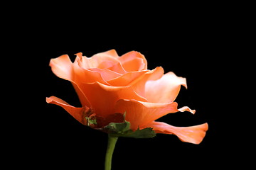 Image showing red flower over dark background