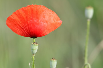 Image showing red poppy and buds