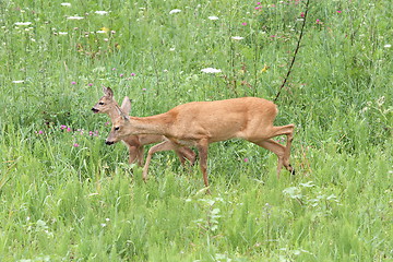 Image showing roe deers in the grass