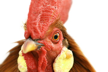 Image showing rooster portrait with detail on the eye