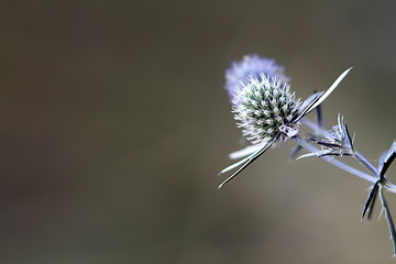 Image showing sea holly blue with space for text