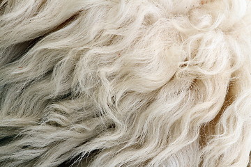 Image showing sheep white fur