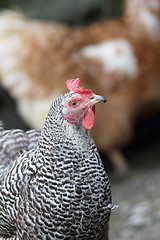 Image showing striped hen portrait