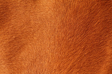 Image showing textured pelt of a brown horse