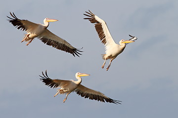 Image showing three great pelicans flying