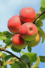 Image showing Red Apples on a Tree