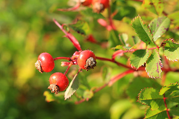 Image showing Wild Rose Hips in Autumn