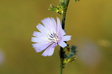 Image showing wild common chicory