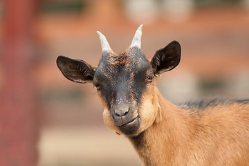 Image showing young goat portrait