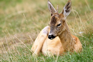 Image showing young roebuck with small trophy