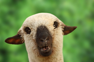 Image showing young sheep portrait