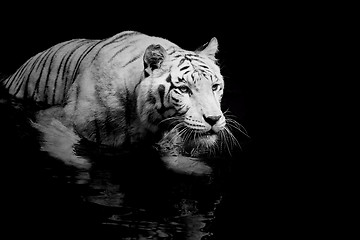 Image showing White Tiger