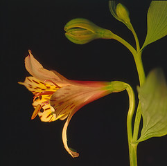 Image showing Lily