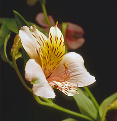 Image showing Lily