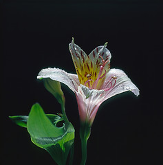 Image showing Lily