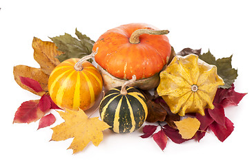 Image showing group of pumpkins