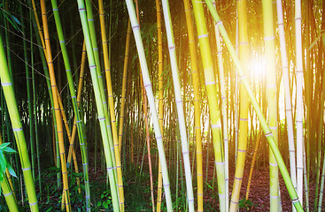 Image showing Bamboo forest