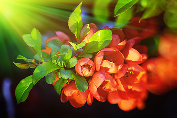 Image showing Chaenomeles flowers