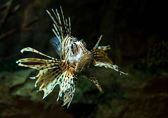 Image showing Pterois radiata