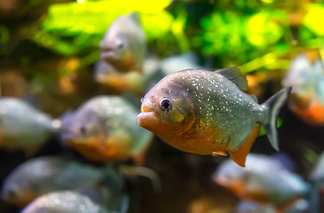 Image showing Piranha - Colossoma macropomum