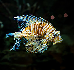 Image showing Pterois radiata