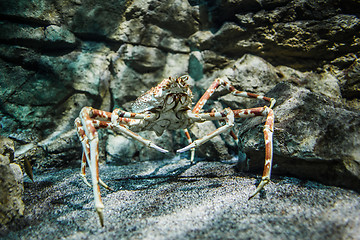 Image showing Japanese spider crab - (Macrocheira kaempferi)