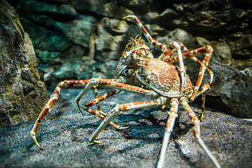 Image showing Japanese spider crab - (Macrocheira kaempferi)