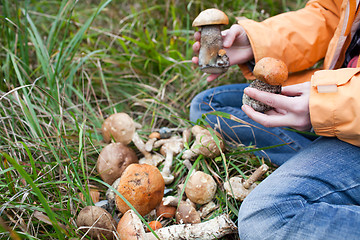 Image showing Harvest of fresh wild mushrooms