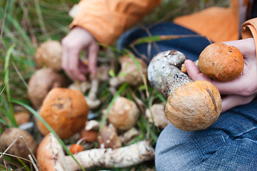 Image showing Harvest of fresh wild mushrooms