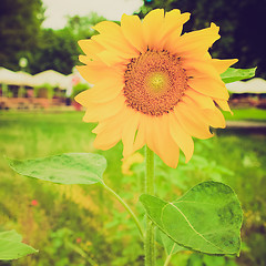 Image showing Retro look Sunflower flower