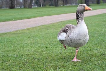 Image showing Wild canadian goose 