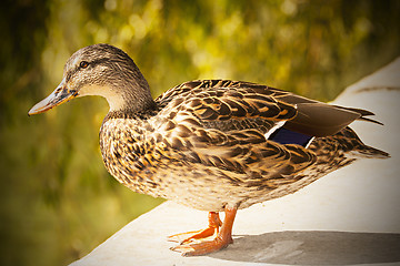 Image showing Female duck