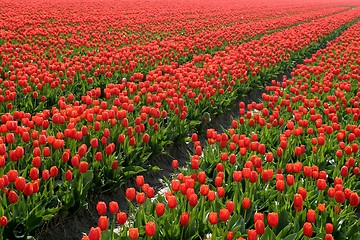 Image showing Red tulip field