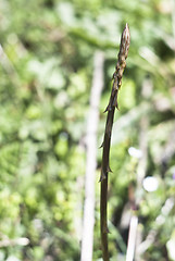 Image showing wild asparagus 