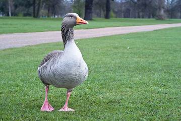 Image showing Wild canadian goose 