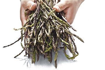 Image showing Fresh asparagus in his hands