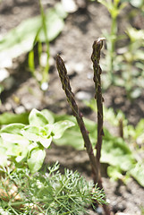 Image showing wild asparagus 